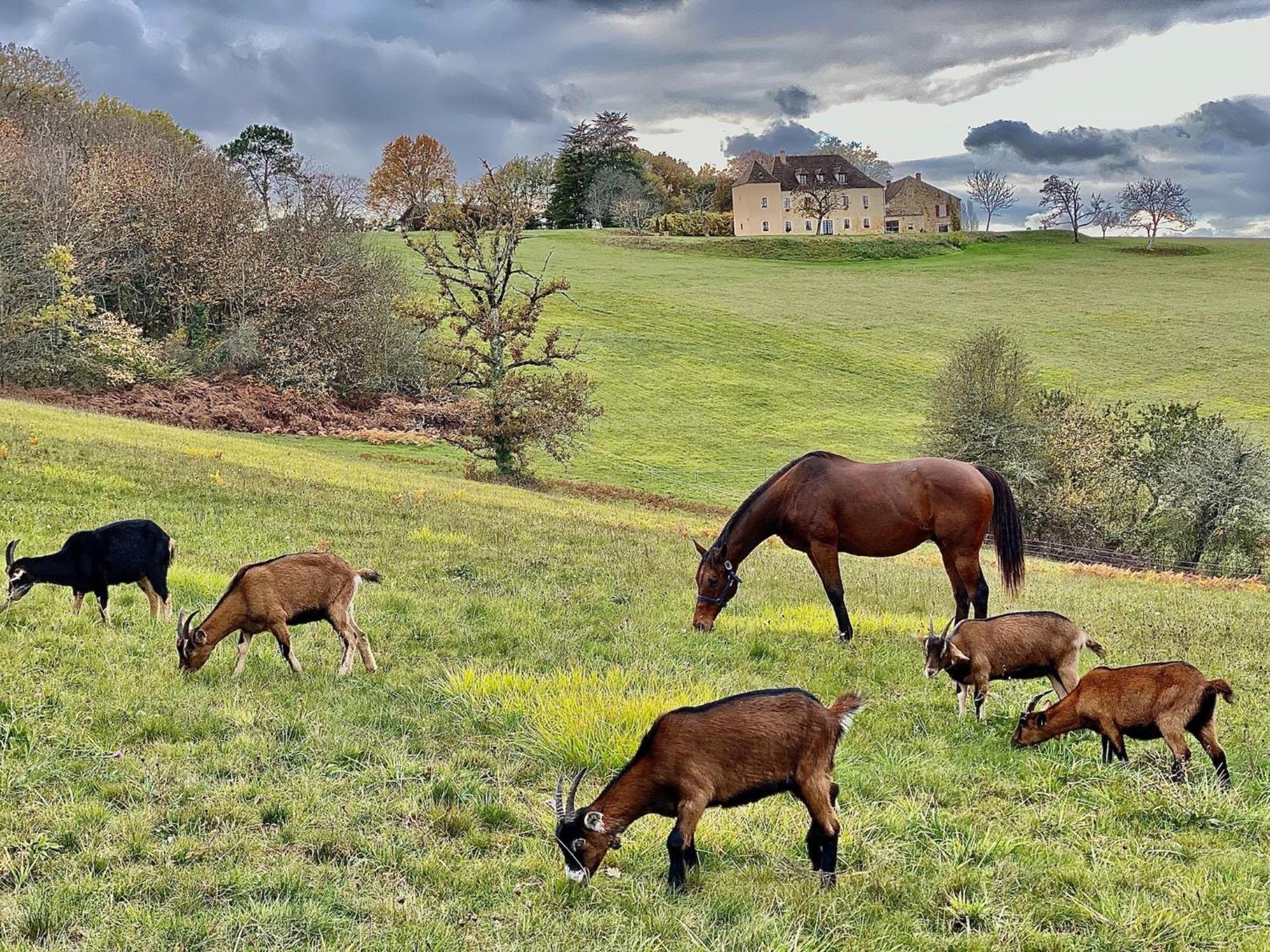 サン・シプリアン Domaine De Cazal - Gite 2 Pers Avec Piscine Au Coeur De 26 Hectares De Nature Preserveeヴィラ エクステリア 写真